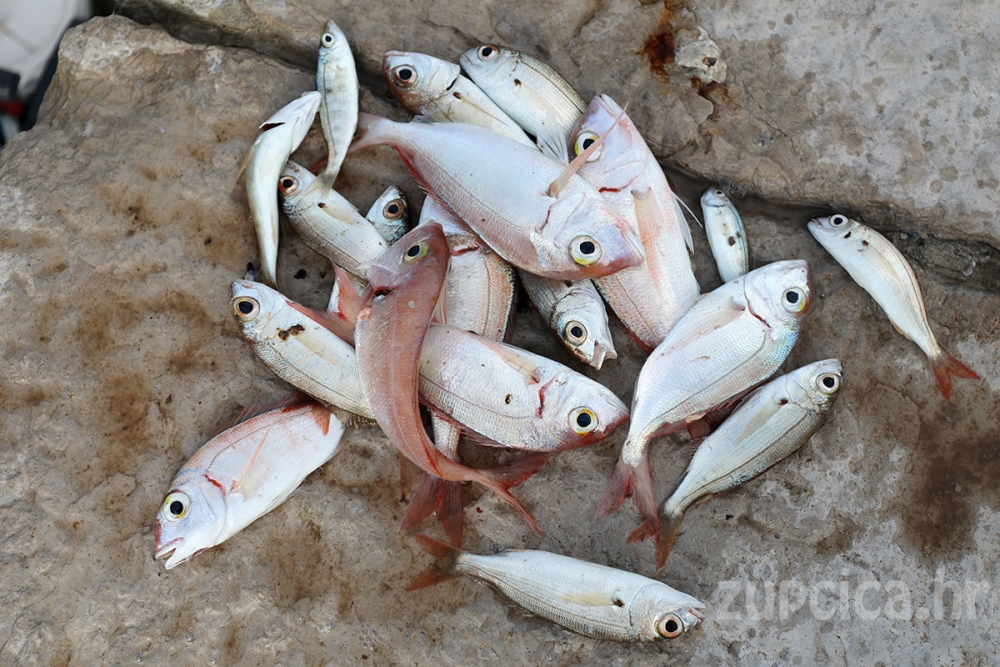 Obavijest iz &Scaron;RK Felun; Počinje prodaja i izdavanje &scaron;portskih ribolovnih dozvola za 2022. godinu