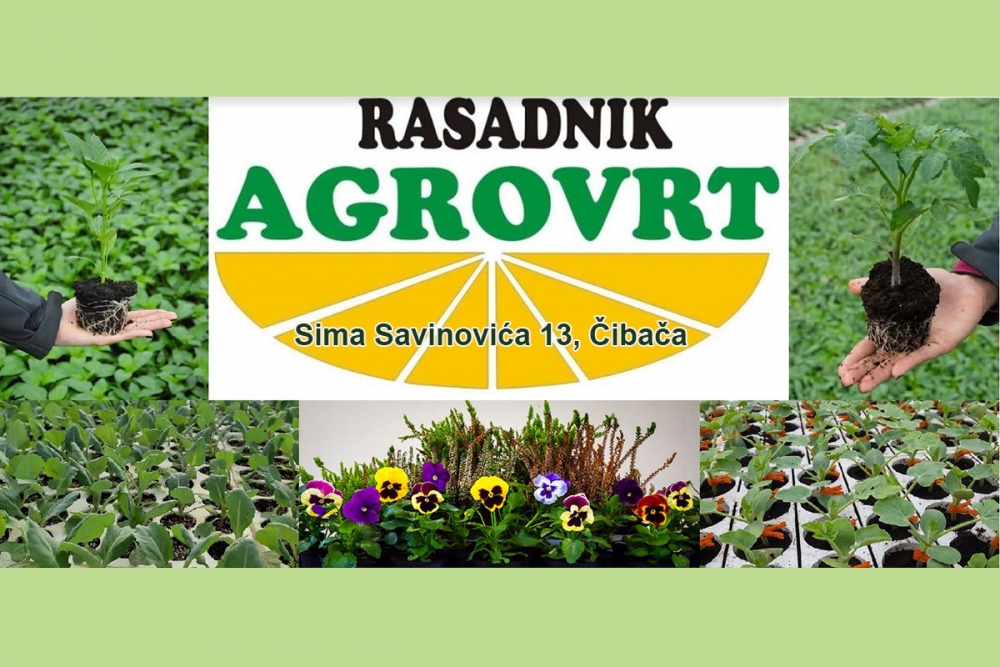 Rasadnik AGROVRT od ponedjeljka u Čibači; Bogata ponuda presadnica povrća, cvijeća, ukrasnog i začinskog bilja