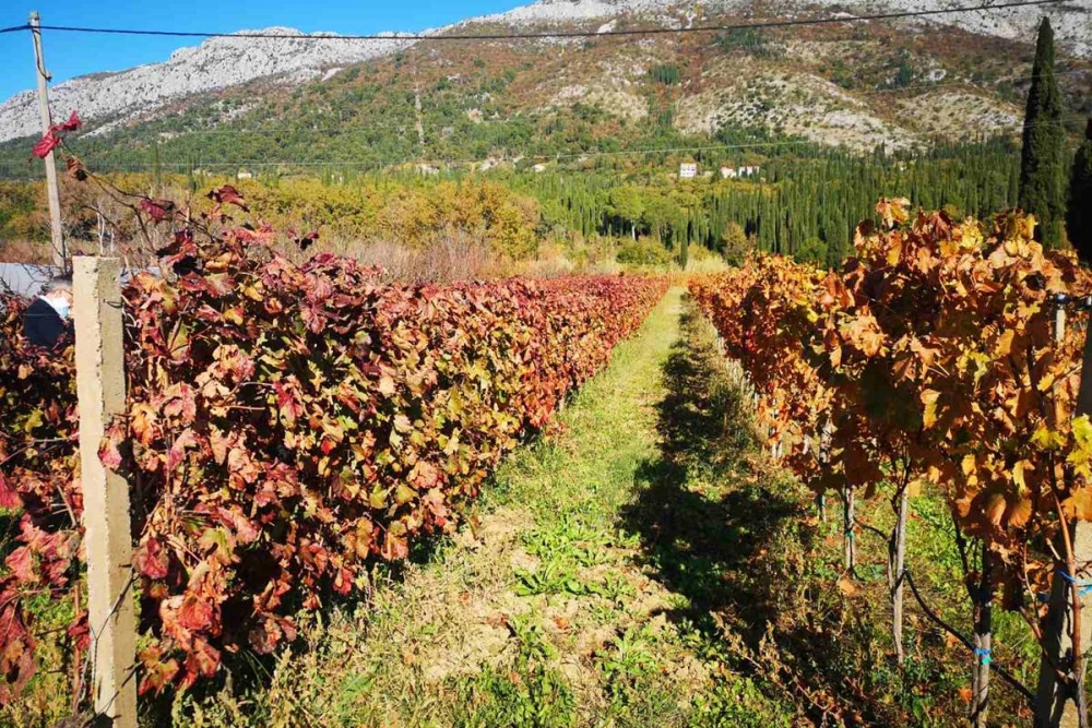 Skup sudionika komasacije na području Općine Konavle u Domu kulture u Čilipima