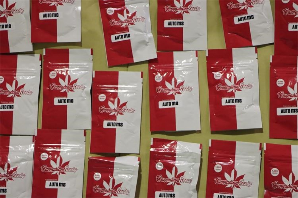 Na Karasovićima zaplijenjeno 400 000 sjemenki cannabisa iz kojih se moglo uzgojiti preko 130 tona marihuane